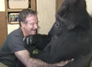 Great Robin Williams made Koko the Gorilla laugh for the first time in 6 months after the death of her childhood playmate