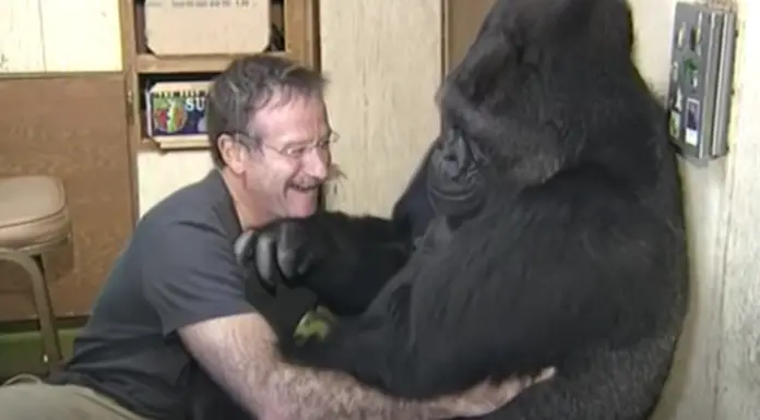 Great Robin Williams made Koko the Gorilla laugh for the first time in 6 months after the death of her childhood playmate