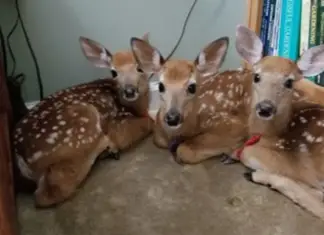 Woman leaves back door open during storm – Finds three baby deer hiding inside her house