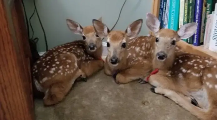 Woman leaves back door open during storm – Finds three baby deer hiding inside her house