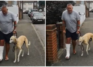 Dog fakes limp out of sympathy for his owner who hurt his ankle