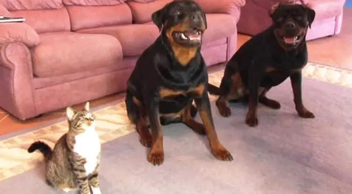 Dad teaches his Rottweilers new tricks, the cat joins in