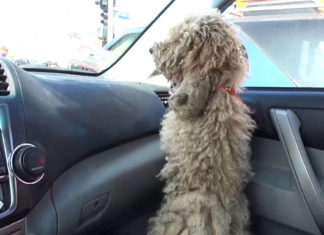 Matted poodle gets rescued and undergoes an incredible transformation