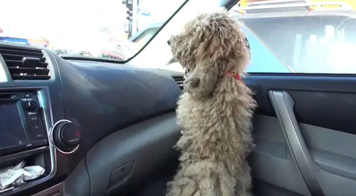 Matted poodle gets rescued and undergoes an incredible transformation