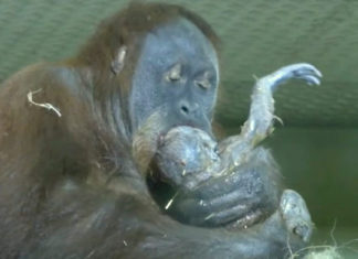 Orangutan mom giving birth to her first ever baby is caught on camera