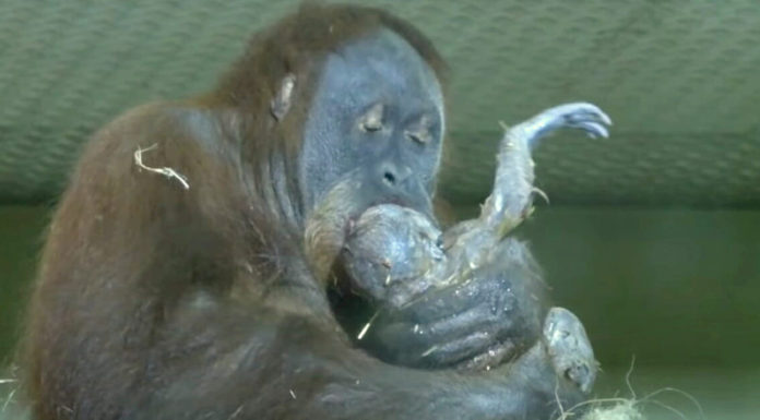 Orangutan mom giving birth to her first ever baby is caught on camera