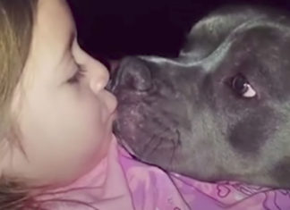 Little girl sings to her Pit Bull – The video is melting hearts