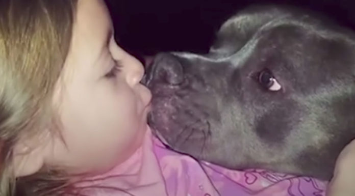 Little girl sings to her Pit Bull – The video is melting hearts