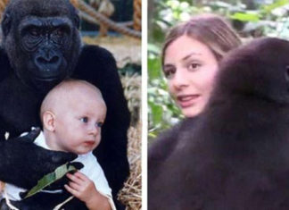 Girl who grew up with two gorillas reunites with them in the jungle 12 years later