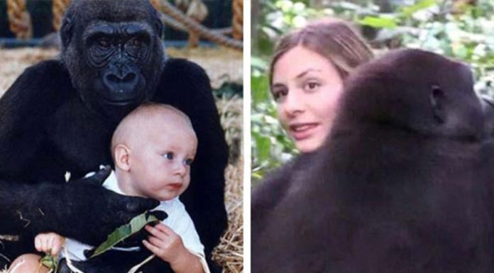 Girl who grew up with two gorillas reunites with them in the jungle 12 years later