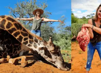 Trophy hunter poses with the heart of the giraffe she killed, says it’s the best Valentine’s present she ever got