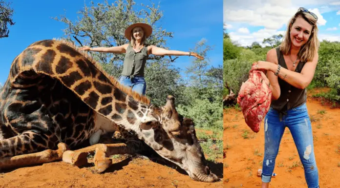 Trophy hunter poses with the heart of the giraffe she killed, says it’s the best Valentine’s present she ever got