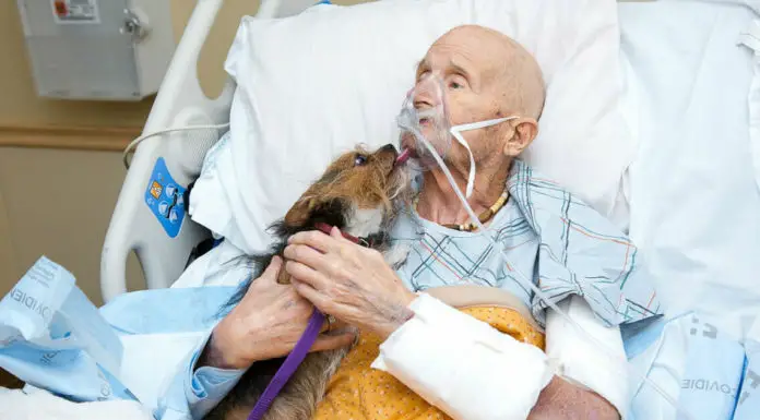 Vietnam veteran’s dying wish was to see his beloved Yorkshire Terrier one last time