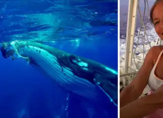 Humpback whale goes out of its way to shield research diver from shark attack