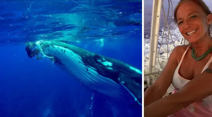 Humpback whale goes out of its way to shield research diver from shark attack