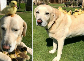 11-year-old Labrador fosters a flock of abandoned ducklings and becomes a sensation