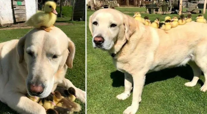 11-year-old Labrador fosters a flock of abandoned ducklings and becomes a sensation