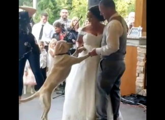 Couple’s Labrador crashes their first wedding dance and melts thousands of hearts