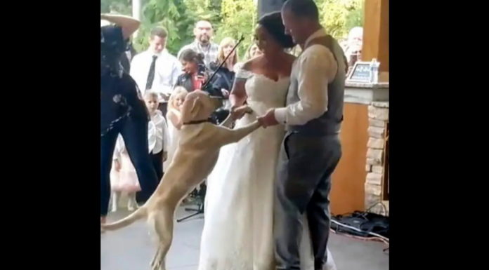 Couple’s Labrador crashes their first wedding dance and melts thousands of hearts