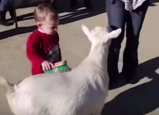 Little boy gets scared by a goat’s loud fart