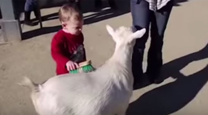 Little boy gets scared by a goat’s loud fart