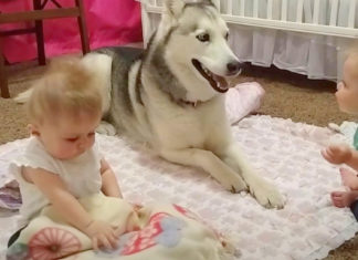 Cute twin sisters laugh uncontrollably while playing with their Husky pal