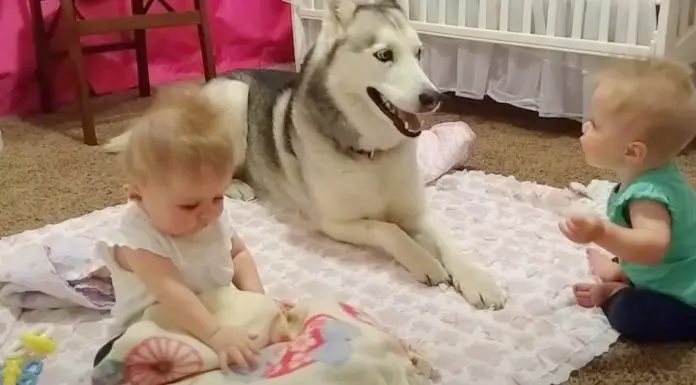 Cute twin sisters laugh uncontrollably while playing with their Husky pal