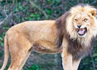 Three lions save 12-year-old girl from being kidnapped and forced into marriage