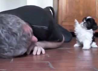 Tiny Shih Tzu and its owner steal the hearts of millions with their play