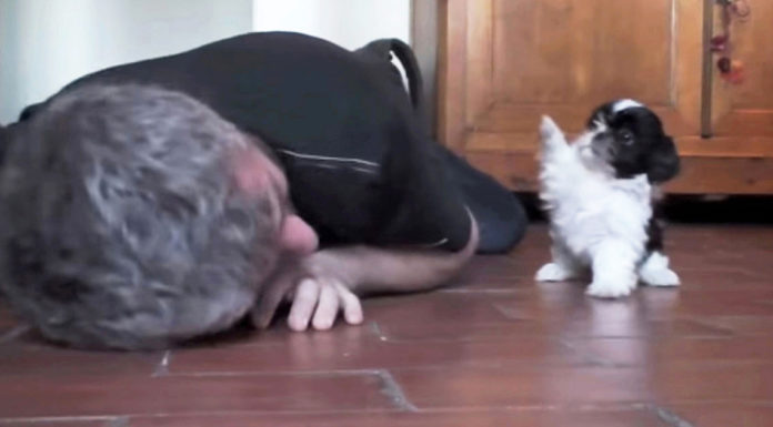 Tiny Shih Tzu and its owner steal the hearts of millions with their play