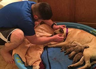 Man saves dog from being euthanized not knowing she was pregnant