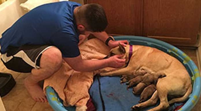 Man saves dog from being euthanized not knowing she was pregnant