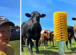 Cows go bonkers over a huge bristle brush installed just for them