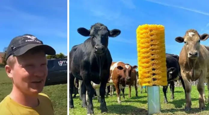 Cows go bonkers over a huge bristle brush installed just for them