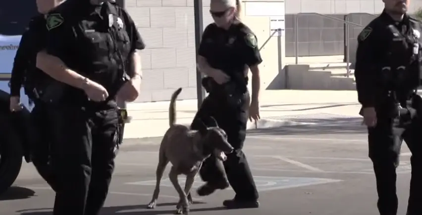 The Police Line Up to Do a Dance Routine, But It's The Police Dog That ...