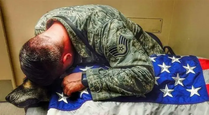 Soldiers say final goodbye to K-9 by covering his body with American flag