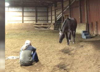 Owner pretends to be crying just to see how her horse would react – And it is incredibly beautiful