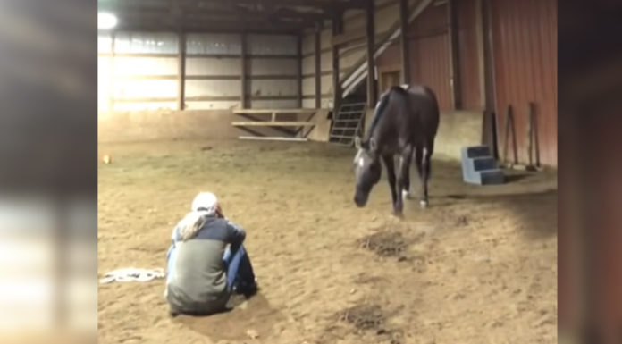 Owner pretends to be crying just to see how her horse would react – And it is incredibly beautiful