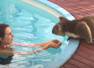 Ridiculously cute koala heads over to neighbors’ asking for kisses and cuddles by the pool