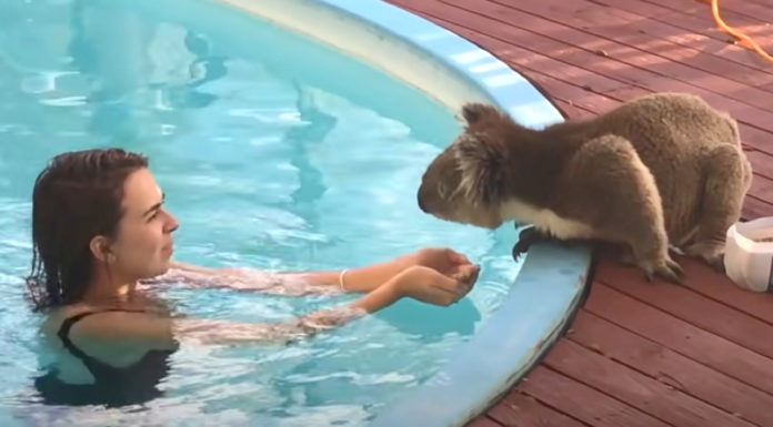 Ridiculously cute koala heads over to neighbors’ asking for kisses and cuddles by the pool