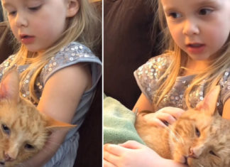 Little girl sings touching song to her cat before he passes