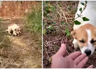 Abandoned dog gets rescued just before storm hits