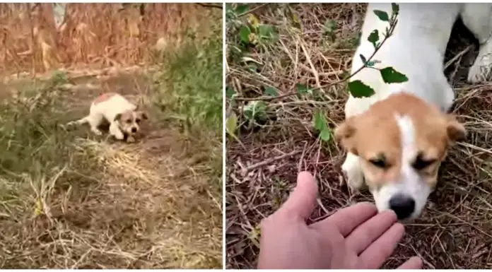 Abandoned dog gets rescued just before storm hits
