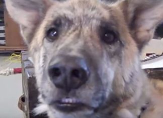 Dog’s answer after dad tells him he gave the treats to the cat earns 200 million views