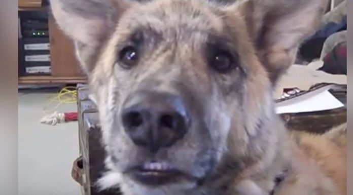 Dog’s answer after dad tells him he gave the treats to the cat earns 200 million views
