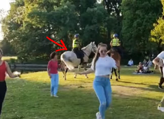 Two police horses crash socially-distant outdoor salsa class and stun everyone with their moves
