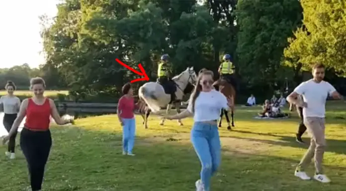 Two police horses crash socially-distant outdoor salsa class and stun everyone with their moves