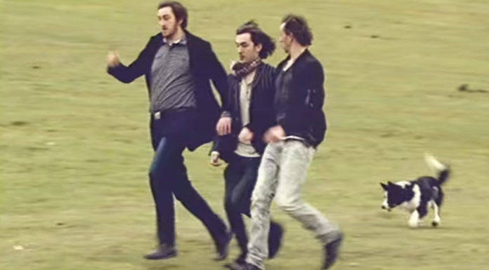 Border Collie herds unusual “flock of sheep” for St. Patrick’s Day