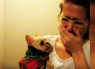 Woman tells puppy she loves him, starry-eyed French Bulldog says “I love you” back