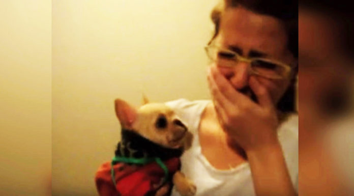 Woman tells puppy she loves him, starry-eyed French Bulldog says “I love you” back